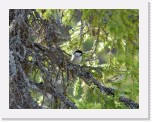 Homotiainen_willow tit 3 * 2675 x 2069 * (4.98MB)